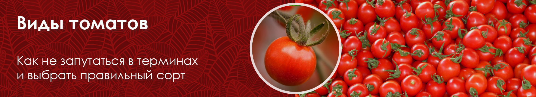 Виды томатов: как не запутаться в терминах и выбрать правильный сорт