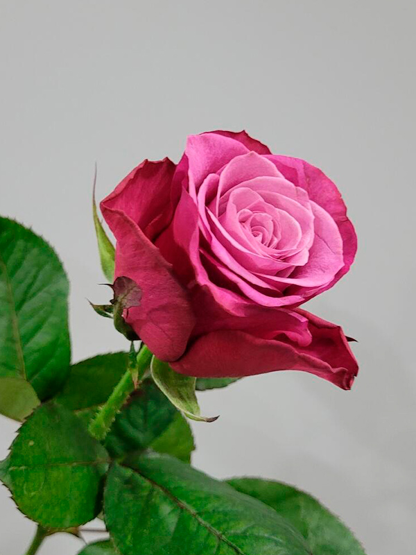 ������� ����� ���� (Prince of Persia) �����-�������