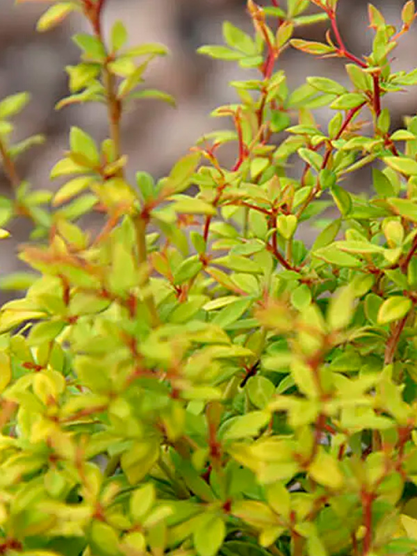 �������� �������� ������ ��� Golden Dream �1,5