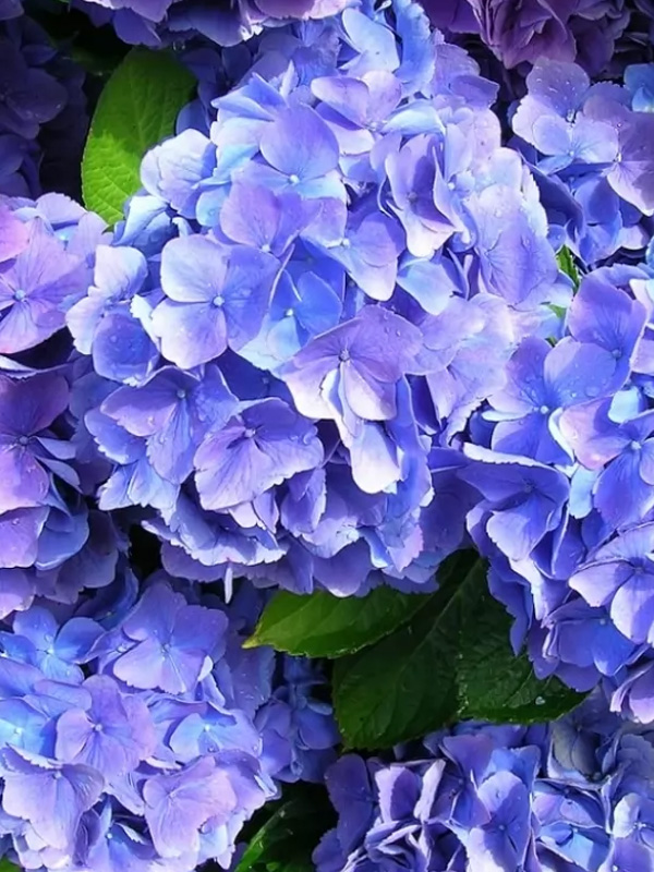 �������� ����� (Bella) ����������� 3 �