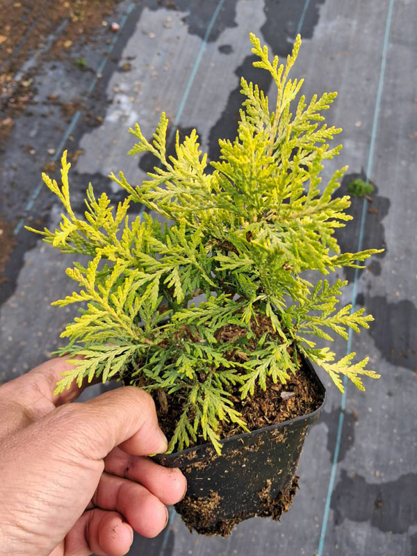     (Globosa Aurea) P9