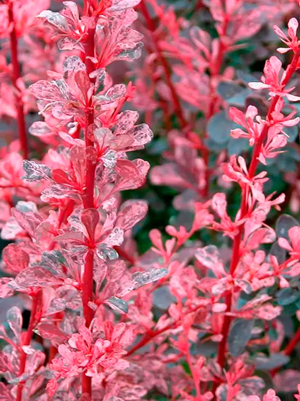 �������� �������� ���� ���� Rose Glow C2