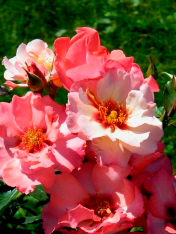 ���� ��������� ����������� (Princess of Phoenicia) �����-���������