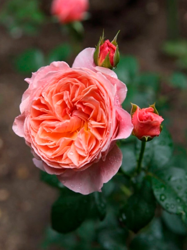 ���� ����������� (Kaolikazali) ��������