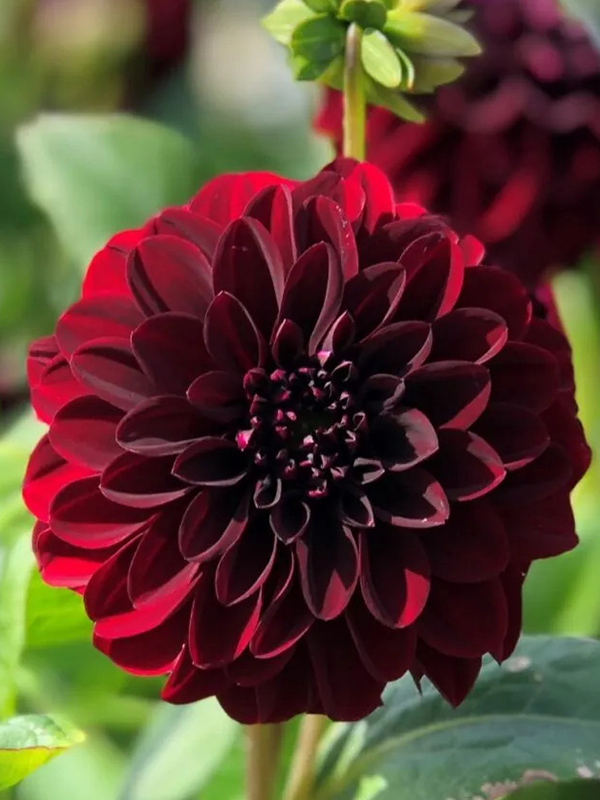 �������� La Recoleta 