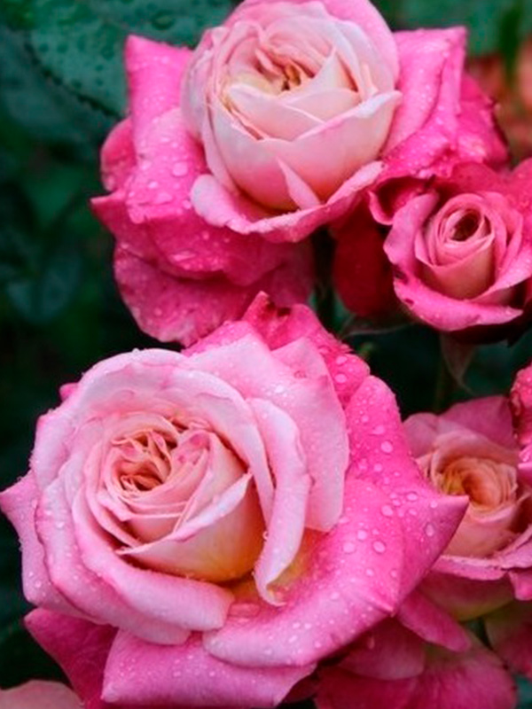 ������� ���� �� ����� (Sourire de Deauville) �����-�������