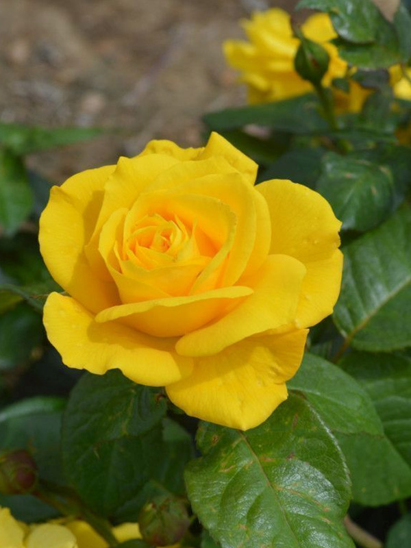     (Golden Wedding) 3 