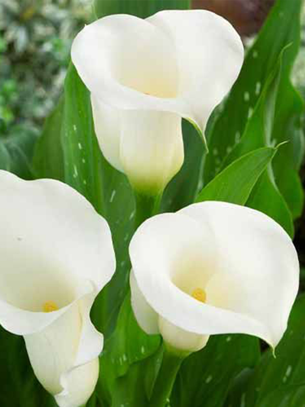 ����� Ivory art 14/16 