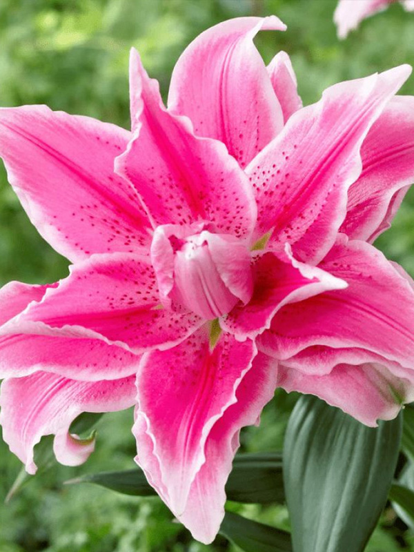 ����� Roselily Jasmina 15/17 