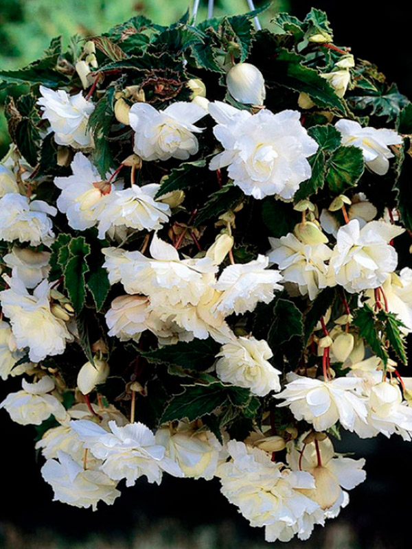 ������� �������� ������ ����� 5+ 