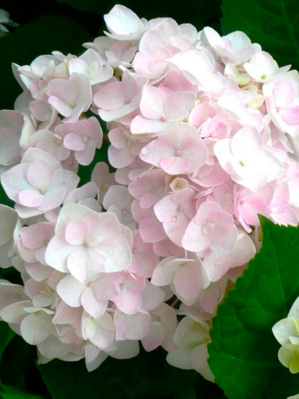 �������� ����� (Bride) ����������� 10-15�� �7,5