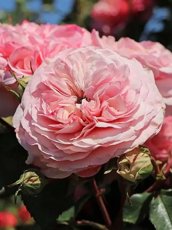 ���� ����� ������� (Maria Theresia) ���������� C3