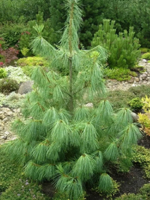 ����� ���������� �2