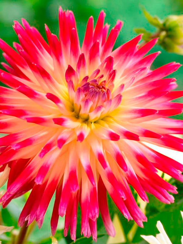 �������� Tahiti Sunrise ���������� 