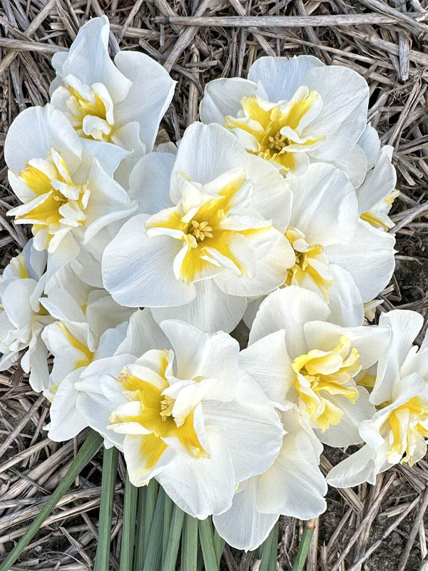      (Lemon Beauty) 12/14