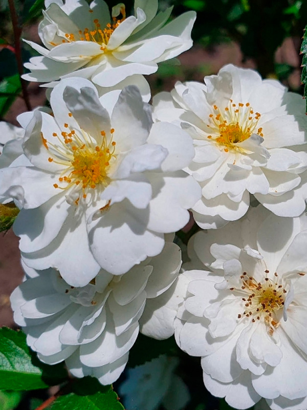 ���� ������� �� ���� (Guirlande d'Amour) ���������