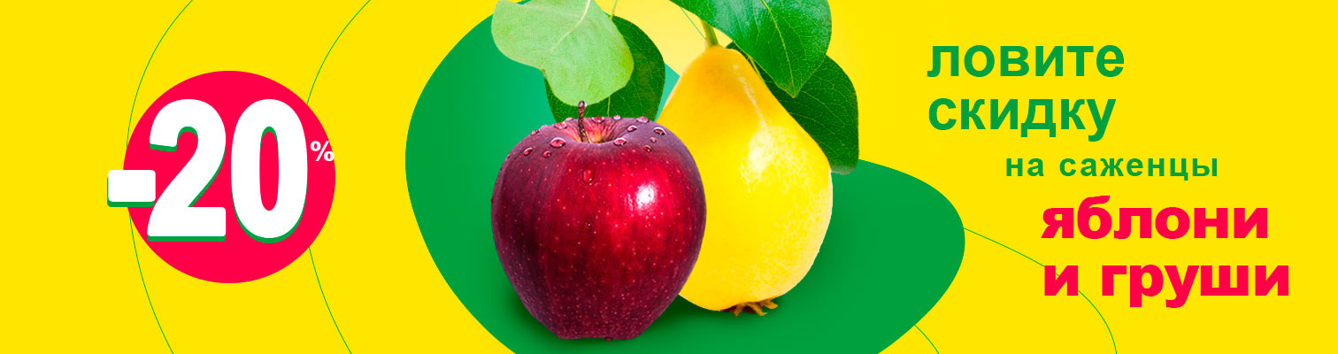Ловите скидки на саженцы яблони и груши! Ловите скидки на саженцы яблони и груши!