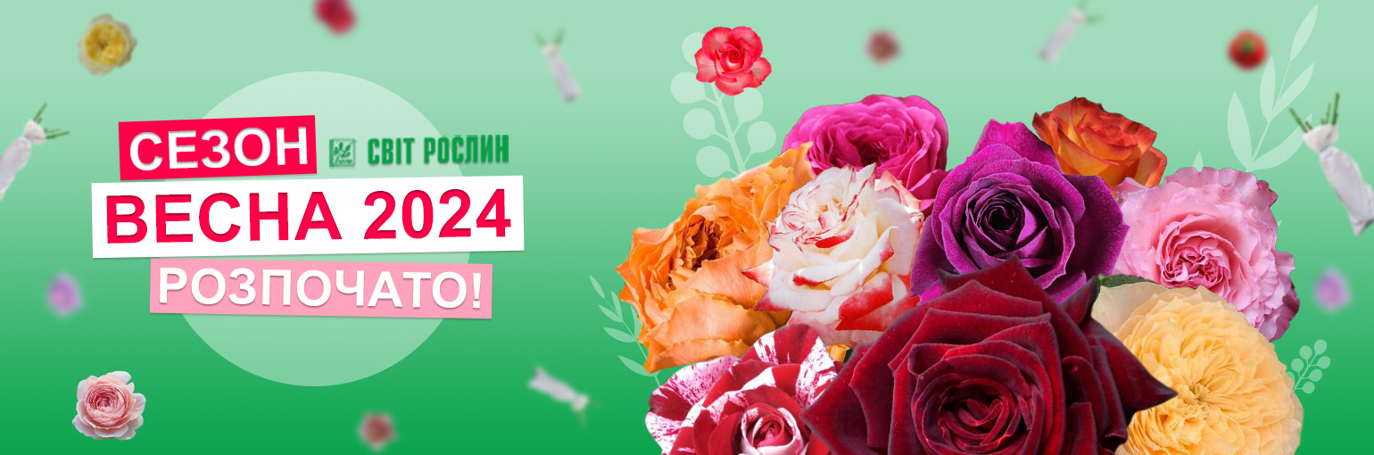 �������� ����� ����� ����� 2026