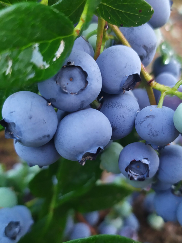 �������� ������� �2