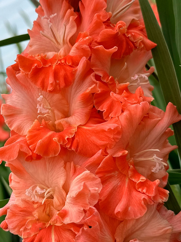 �������� Coral Crush 14+