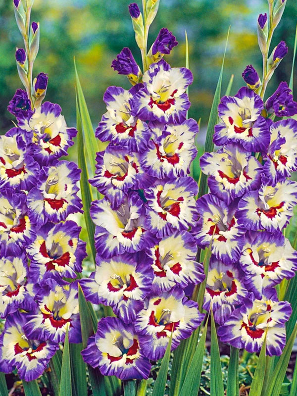 �������� Circus Color 14+