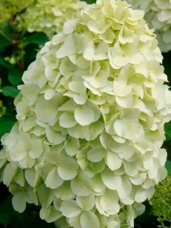 ��������� �������� (Hercules) ����������� �2