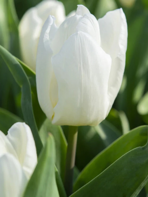   White prince ( ) 12+  