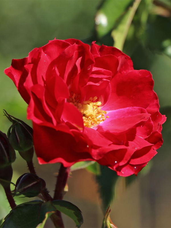    (Rotilia) 3 