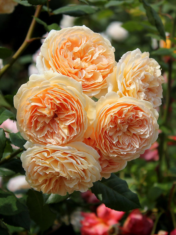     (Princess Margareta) 4