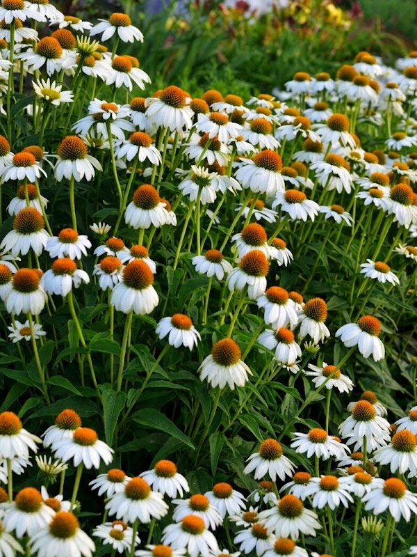 �������� ��������� PowWow White P9, ��.