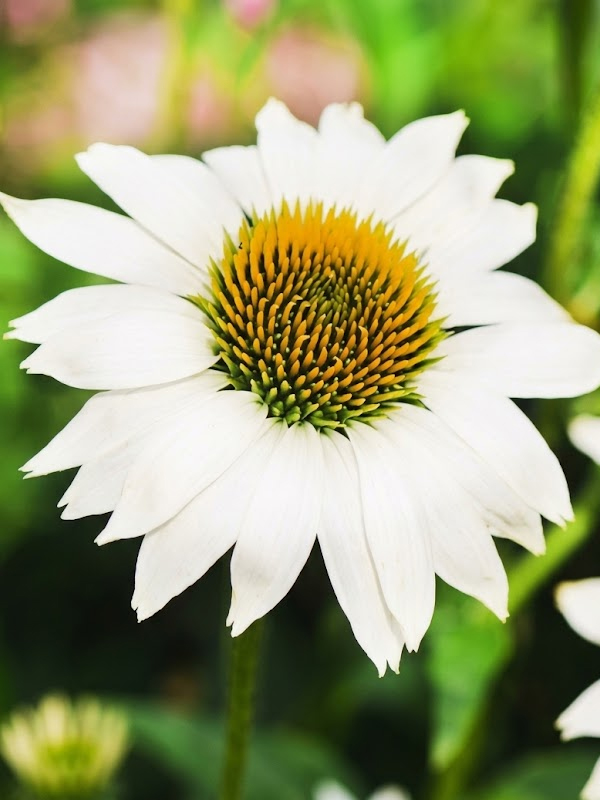 �������� ��������� PowWow White P9, ��.