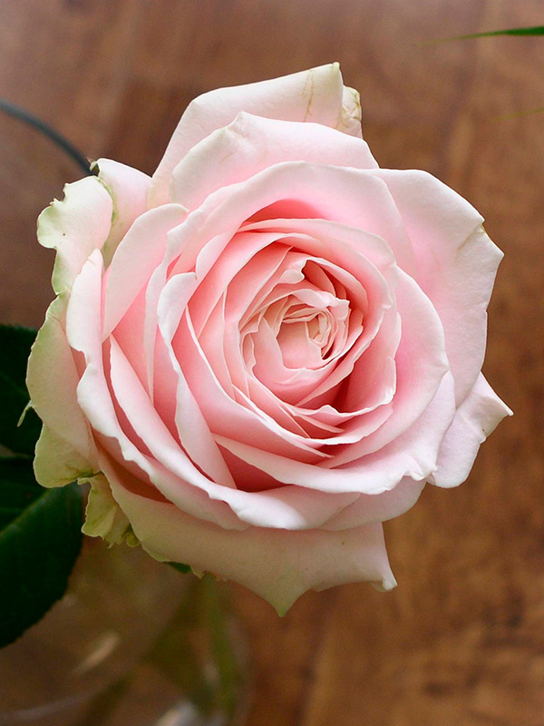 ���� ���� ������� (Pink Avalanche) �����-���������