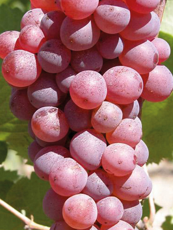 �������� ������ ������� ������