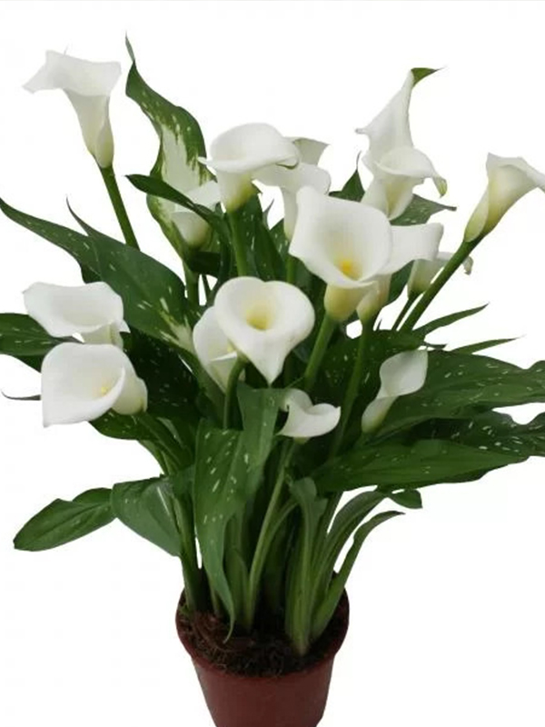 ����� Virgin Art 14/16