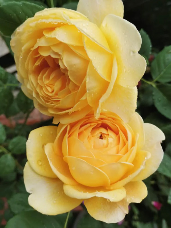     (Lemon Pompon) 1,4-1,6 