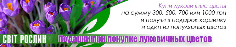 Подарки при покупке луковичных цветов. Подарки при покупке луковичных цветов.