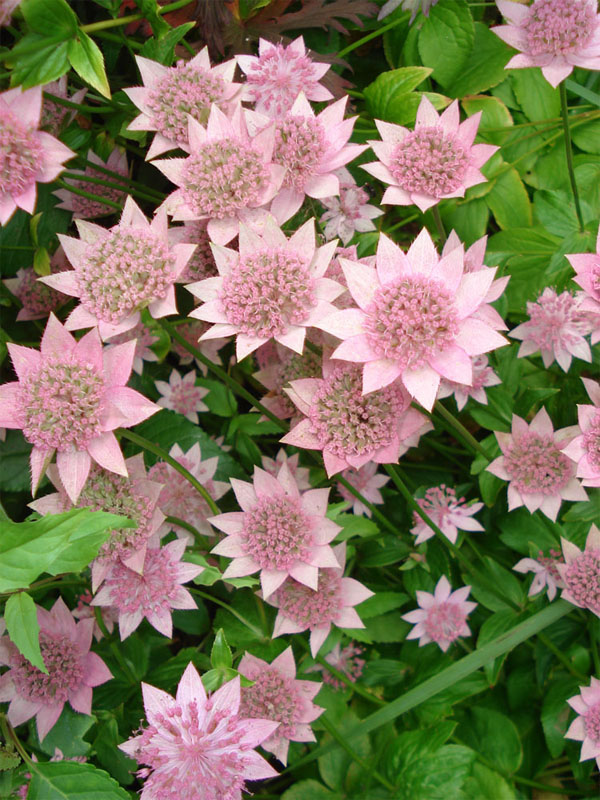  Rosea 1