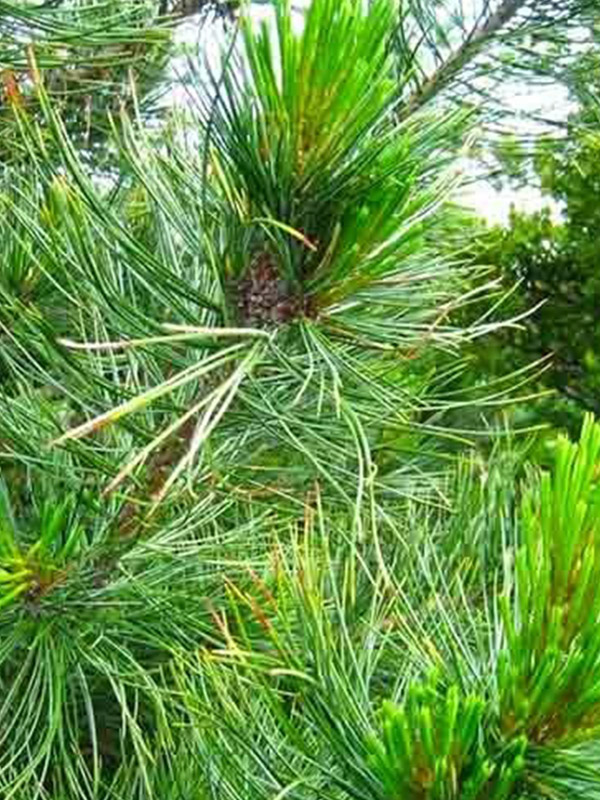 ����� ������� ����������� �9