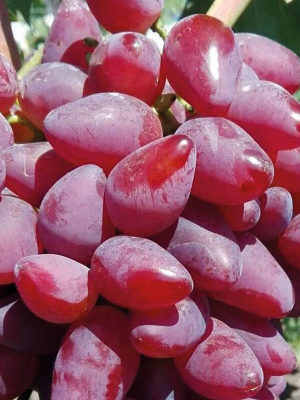 �������� ���������� ������������� �������