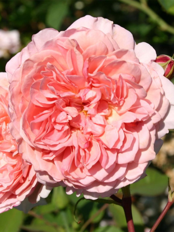    ³  (William Morris) 4