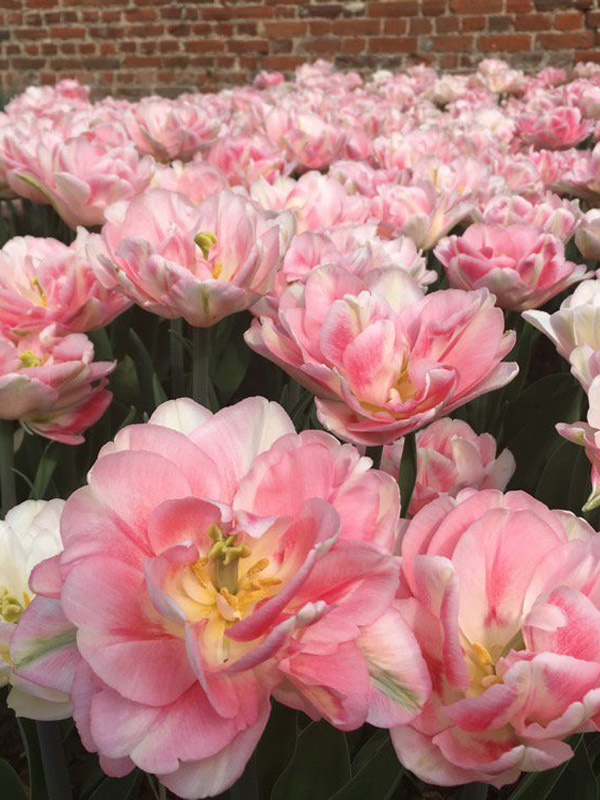  - Peach Blossum