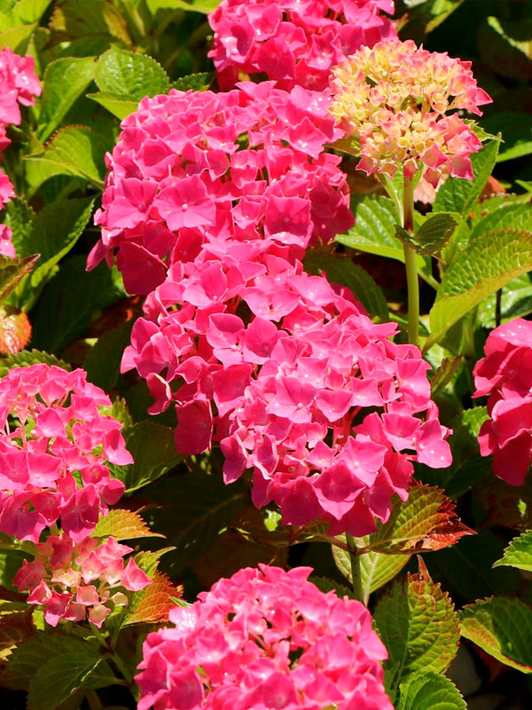 ��������� ������������ (Alpengluhen) ������������� �3