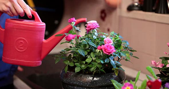 Как правильно поливать розы?