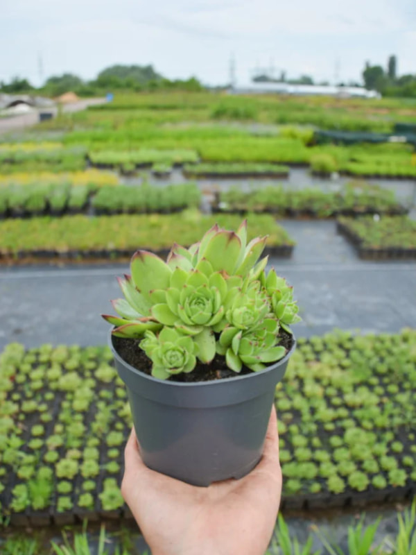 �������� �9