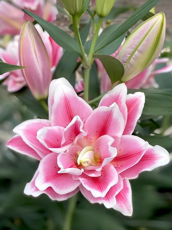 ����� Roselily Mikaela 15/17 