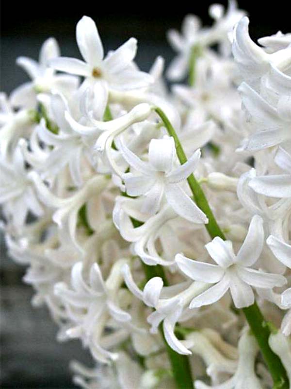 Гіацинт White Festivall Багатоквітковий (2 шт)