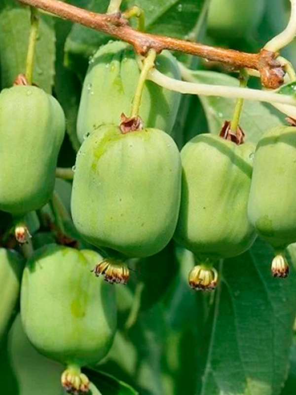 ��������� ������������� (�������)