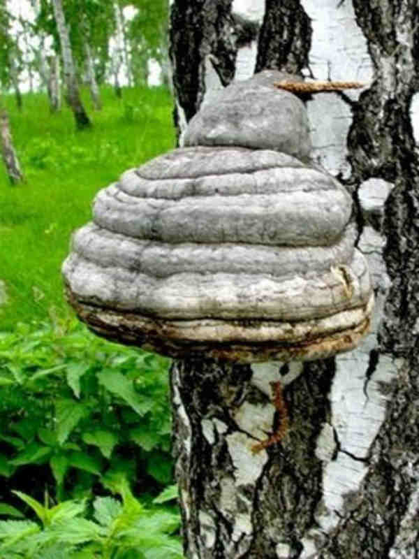 Берёзовый гриб