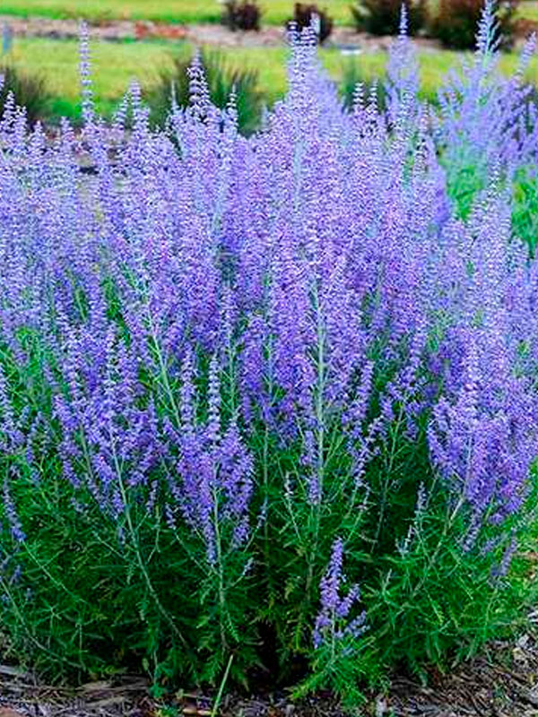 ��������� �3