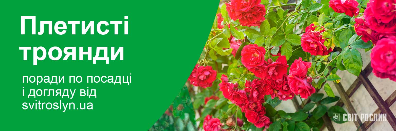 Як садити і доглядати за плетистими трояндами